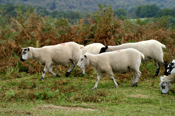 Ashdown Forest 11 - Ashdown Forest