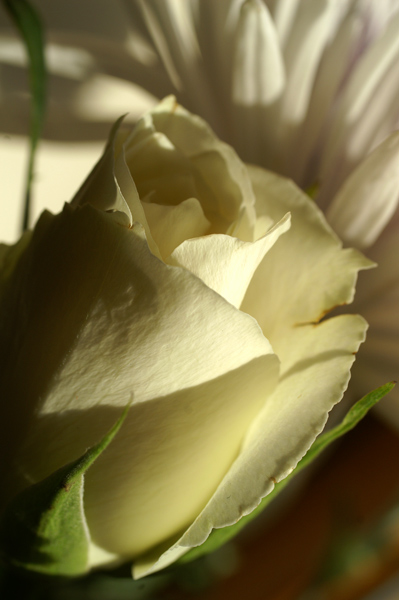 Flowers Set 1 - 05 - Flowers 01