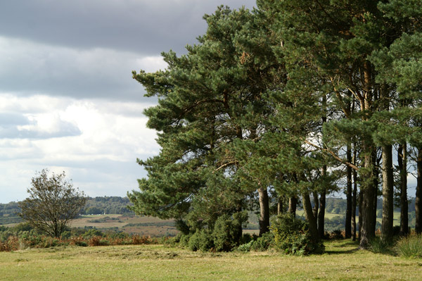 Ashdown Forest 08 - Ashdown Forest