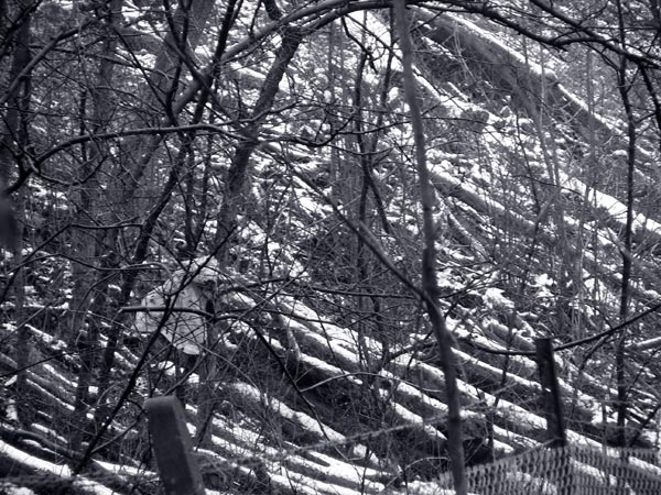  - Winter - tinted