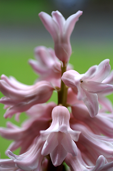 Flowers Set 12 - 22 - Flowers 12