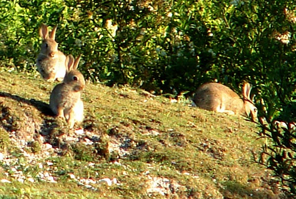 Cissbury 08 - Cissbury Ring
