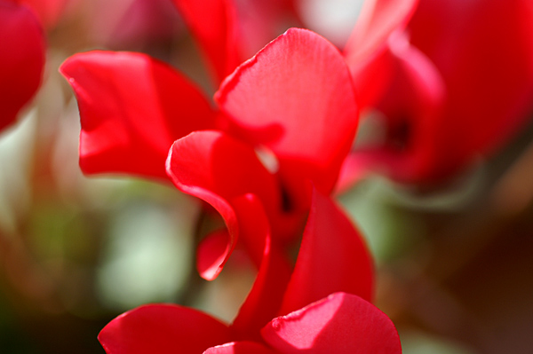 Flowers Set 13 - 40 - Flowers 13