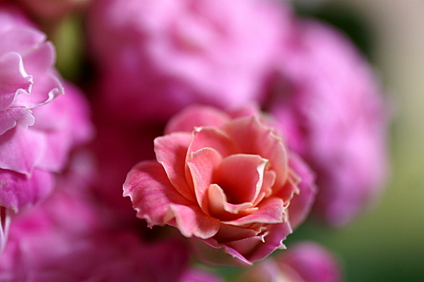 Flowers Set 13 - 23 - Flowers 13
