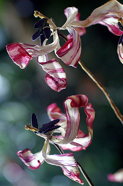 Flowers Set 13 - 36 - Flowers 13