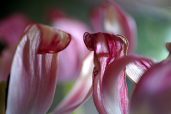 Flowers Set 13 - 20 - Flowers 13