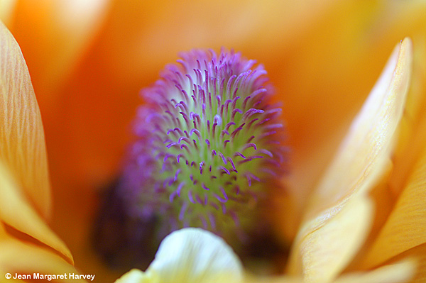 Flowers 16 - 14 - Flowers 16