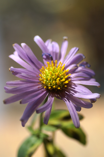 Flowers Set 10 - 01 - Flowers 10