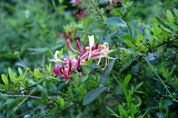 Buchan Park - 02 - Buchan Park