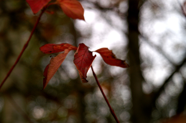 Buchan Park 2 - 16 - Buchan Park 2