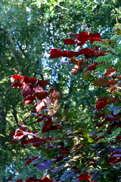Buchan Park - 03 - Buchan Park