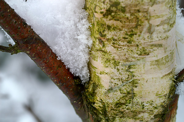 Snow - 08 - Snow