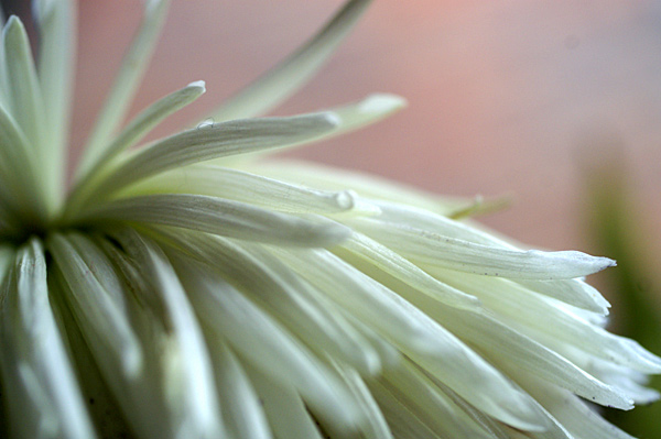 Flowers Set 11 - 32 - Flowers 11