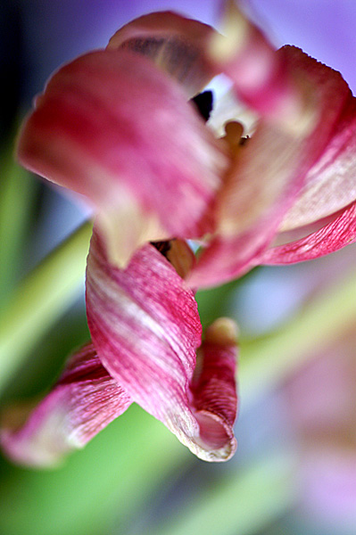 Flowers Set 13 - 19 - Flowers 13