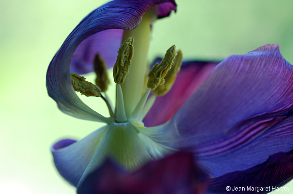 Flowers 17 - 32 - Flowers 17