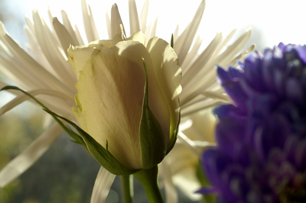 Flowers Set 1 - 10 - Flowers 01