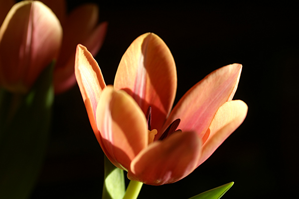 Flowers Set 13 - 01 - Flowers 13