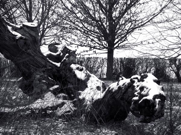  - Winter - tinted