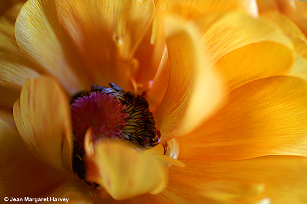 Flowers 16 - 11 - Flowers 16