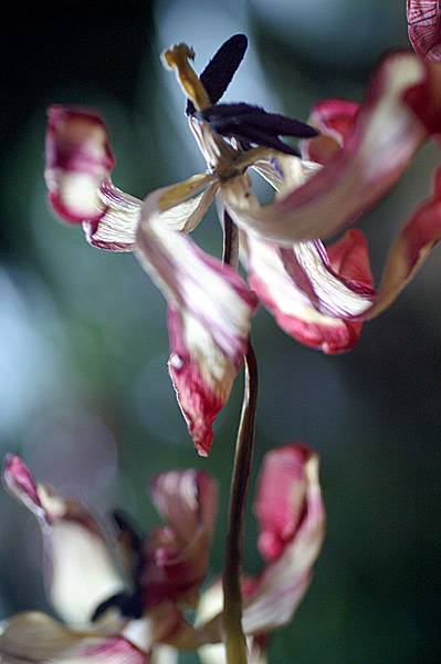 Flowers Set 13 - 38 - Flowers 13