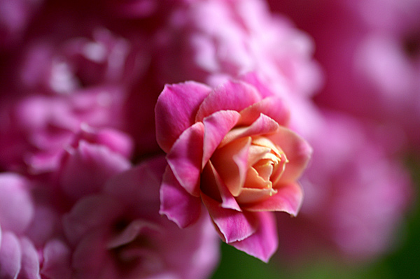 Flowers Set 13 - 24 - Flowers 13