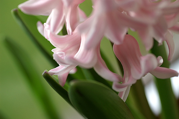 Flowers Set 12 - 27 - Flowers 12