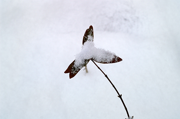 Snow - 38 - Snow