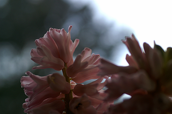 Flowers Set 12 - 33 - Flowers 12