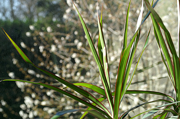Flowers Set 12 - 39 - Flowers 12