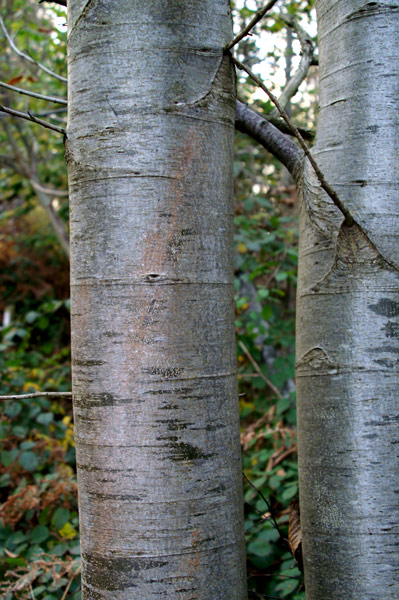 Buchan Park 2 - 04 - Buchan Park 2