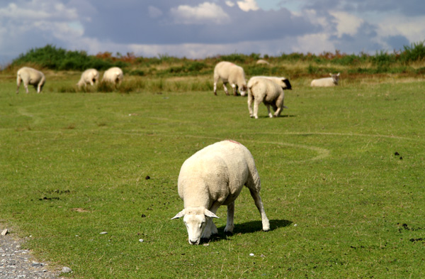 Ashdown Forest 02 - Ashdown Forest