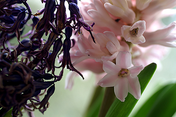 Flowers Set 12 - 25 - Flowers 12