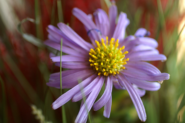 Flowers Set 10 - 16 - Flowers 10