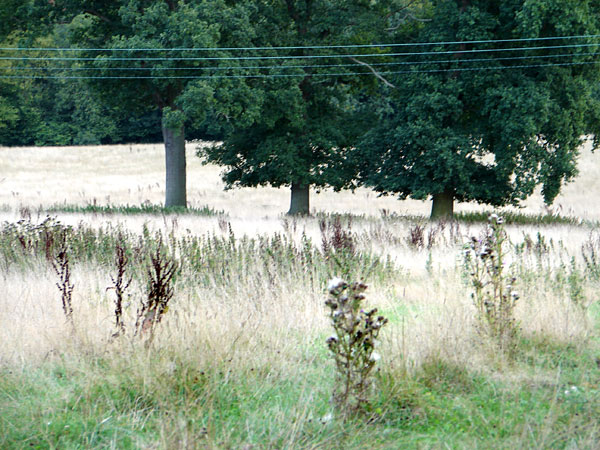 Crabtree - 16 - Near Crabtree