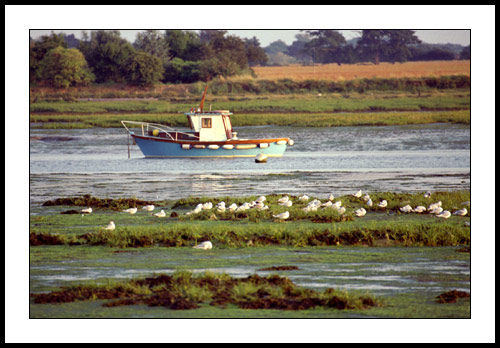 Bosham 15 - Bosham