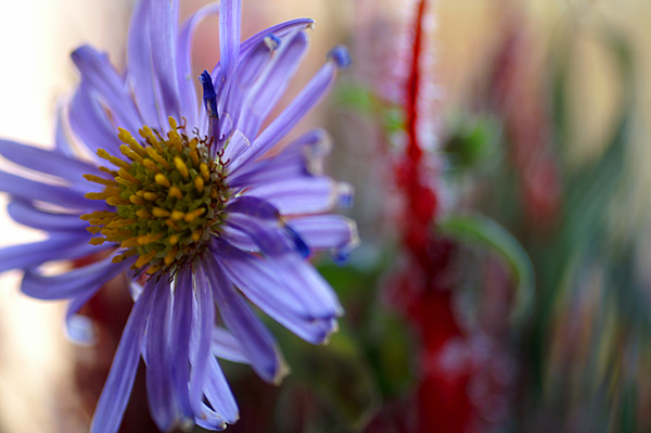 Flowers Set 10 - 10 - Flowers 10