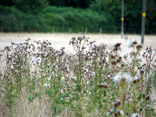 Crabtree - 15 - Near Crabtree
