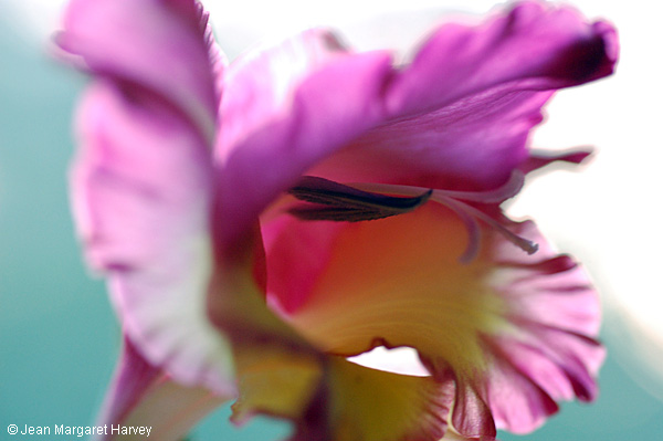 Flowers 17 - 19 - Flowers 17