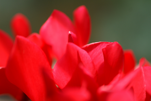 Flowers Set 13 - 41 - Flowers 13