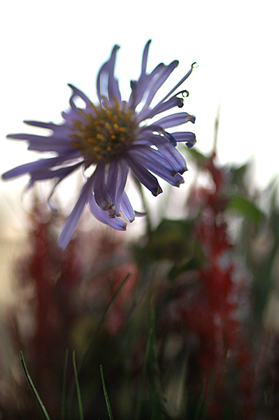 Flowers Set 10 - 11 - Flowers 10