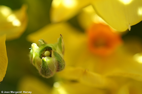 Flowers 16 - 05 - Flowers 16
