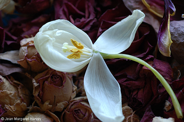 Flowers 17 - 30 - Flowers 17