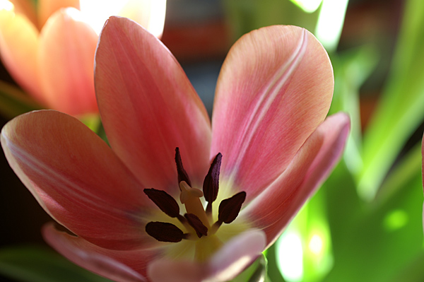 Flowers Set 13 - 02 - Flowers 13