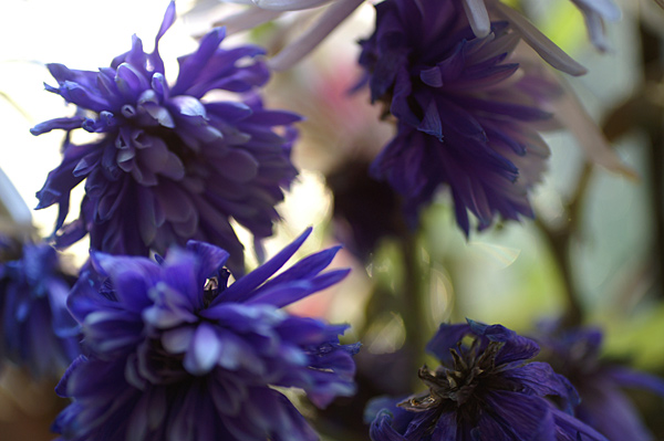 Flowers Set 11 - 21 - Flowers 11