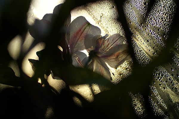 Flowers Set 11 - 23 - Flowers 11