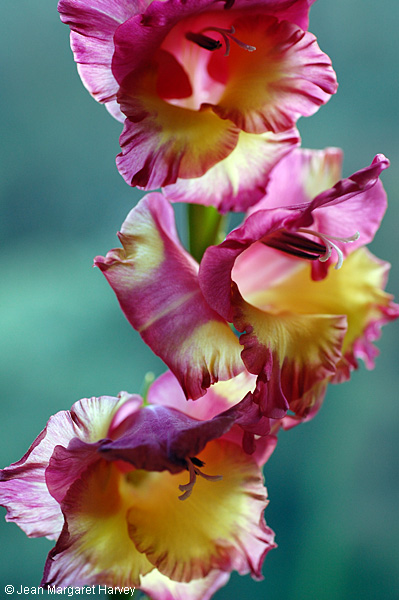 Flowers 17 - 15 - Flowers 17