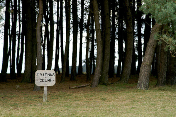 Ashdown Forest 07 - Ashdown Forest