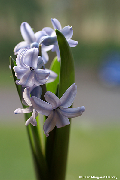 Flowers 16 - 01 - Flowers 16