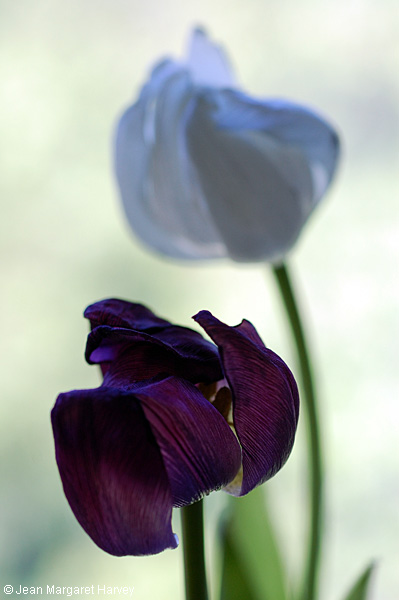 Flowers 17 - 33 - Flowers 17