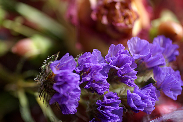 Flowers Set 12 - 10 - Flowers 12